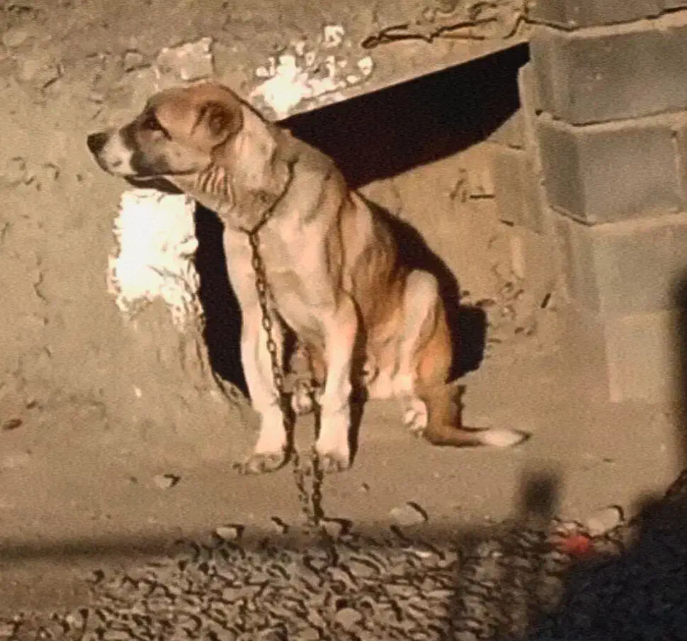 توله سراب|سگ|قوچان, |دیوار