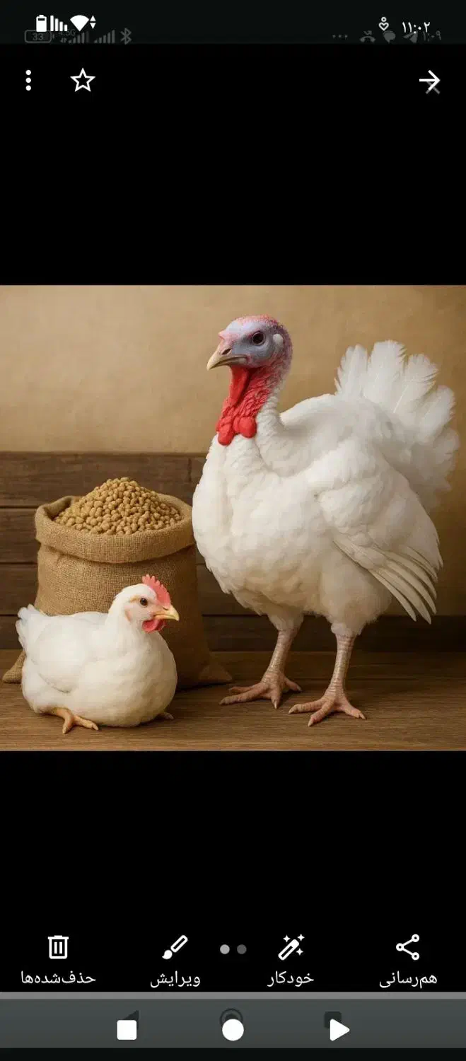 جوجه بوقلمون بیوتی سیکس|حیوانات مزرعه|تربتحیدریه, بالا ولایت|دیوار