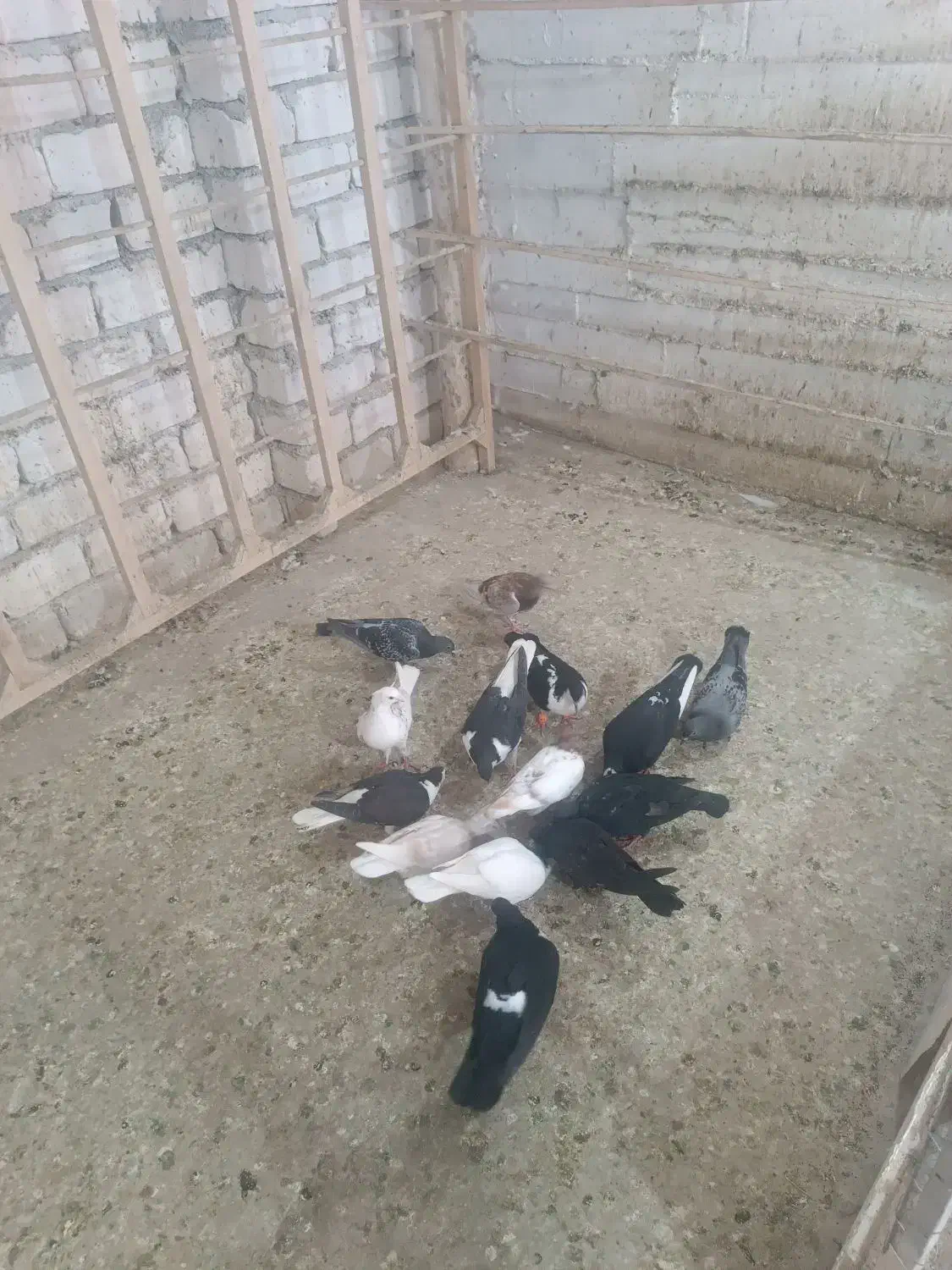 کفتر کبوتر جوجه|پرنده|مشهد, ویلاشهر|دیوار