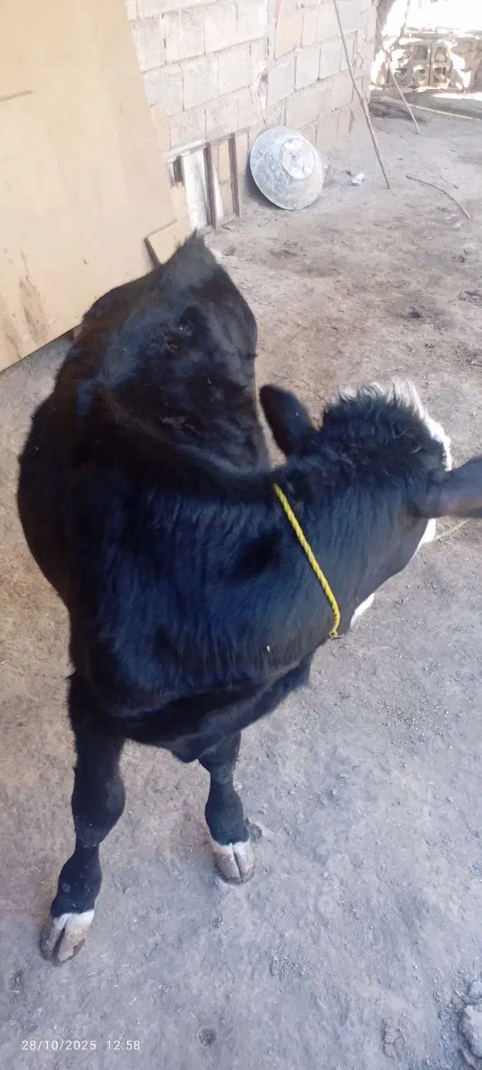 فروش گوساله اصیل|حیوانات مزرعه|فراغی, |دیوار