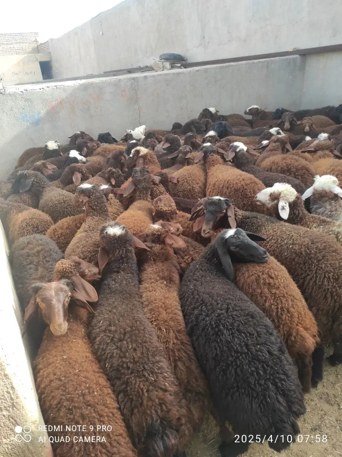 بره دورگ شال|حیوانات مزرعه|قم, نیروگاه|دیوار