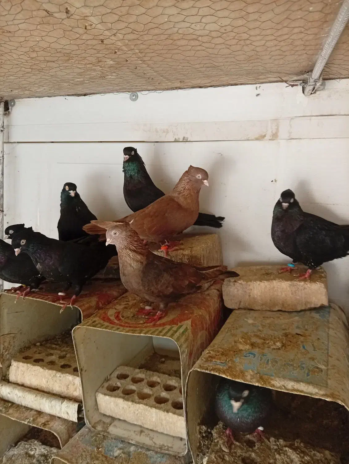 زاغ دوکت|پرنده|مبارکه, |دیوار