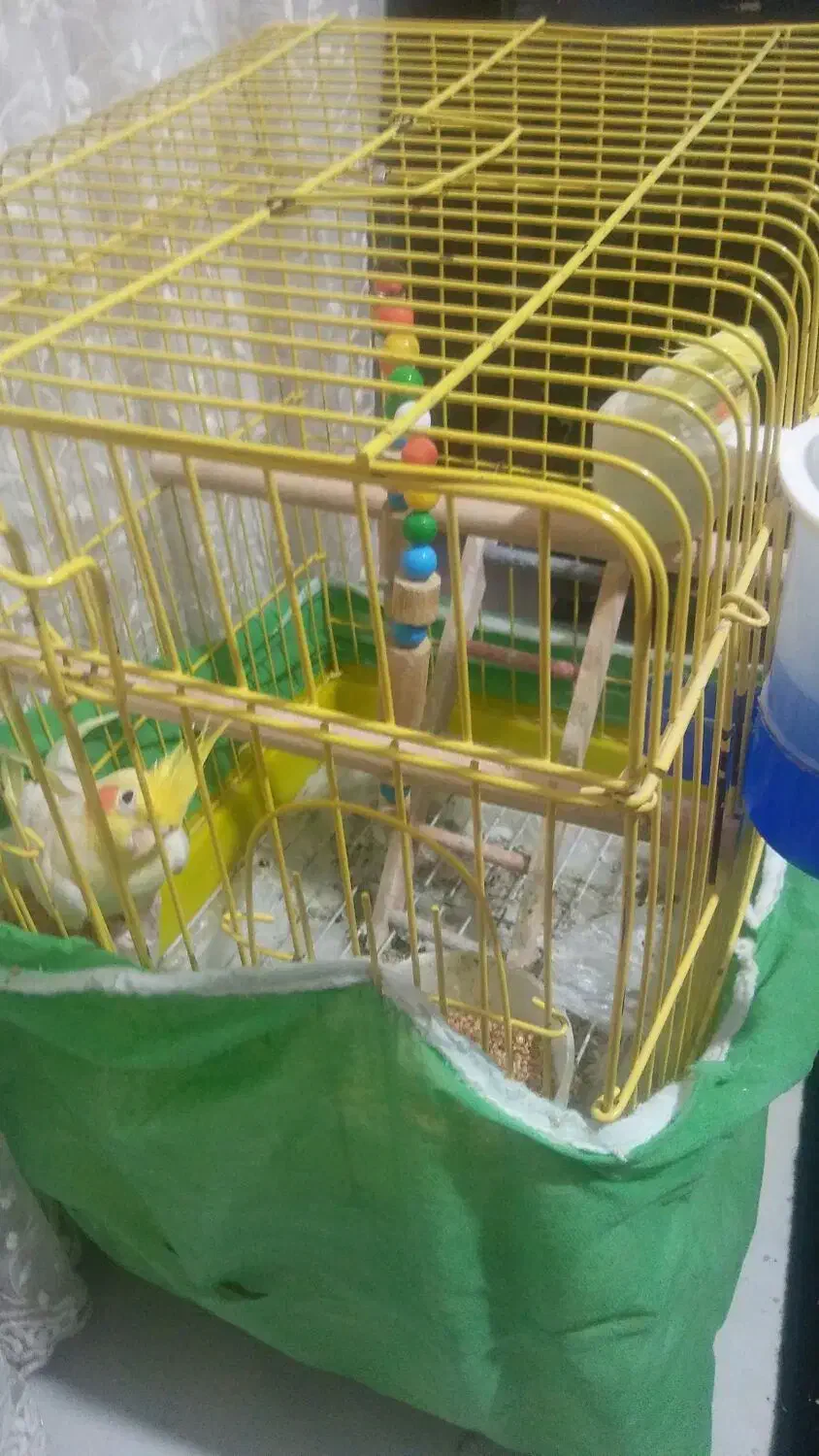 فروش 1جفت عروس هلندی نروماده|پرنده|ساری, |دیوار