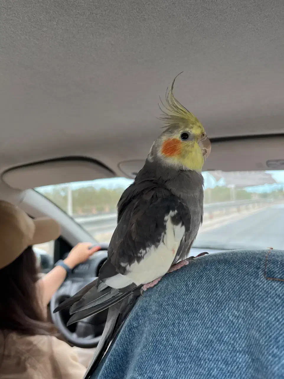 گمشده|حیوانات|ساری, |دیوار