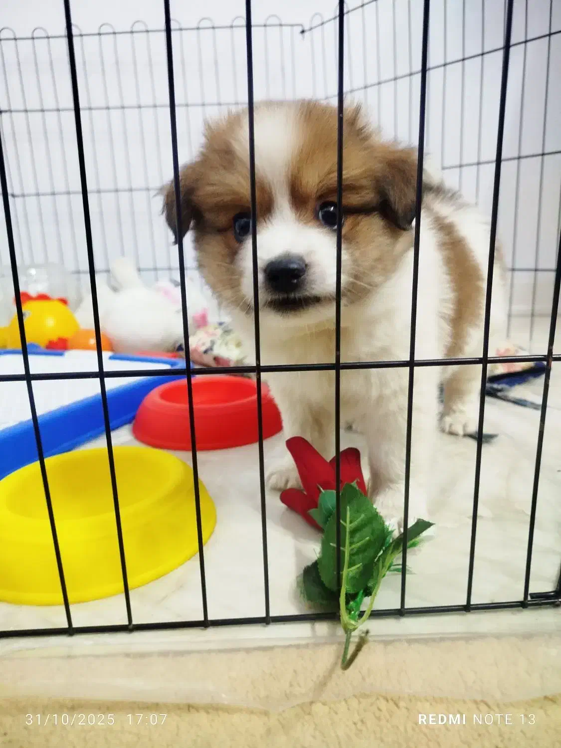 سگ پامر|سگ|تهران, شهرک یاس|دیوار