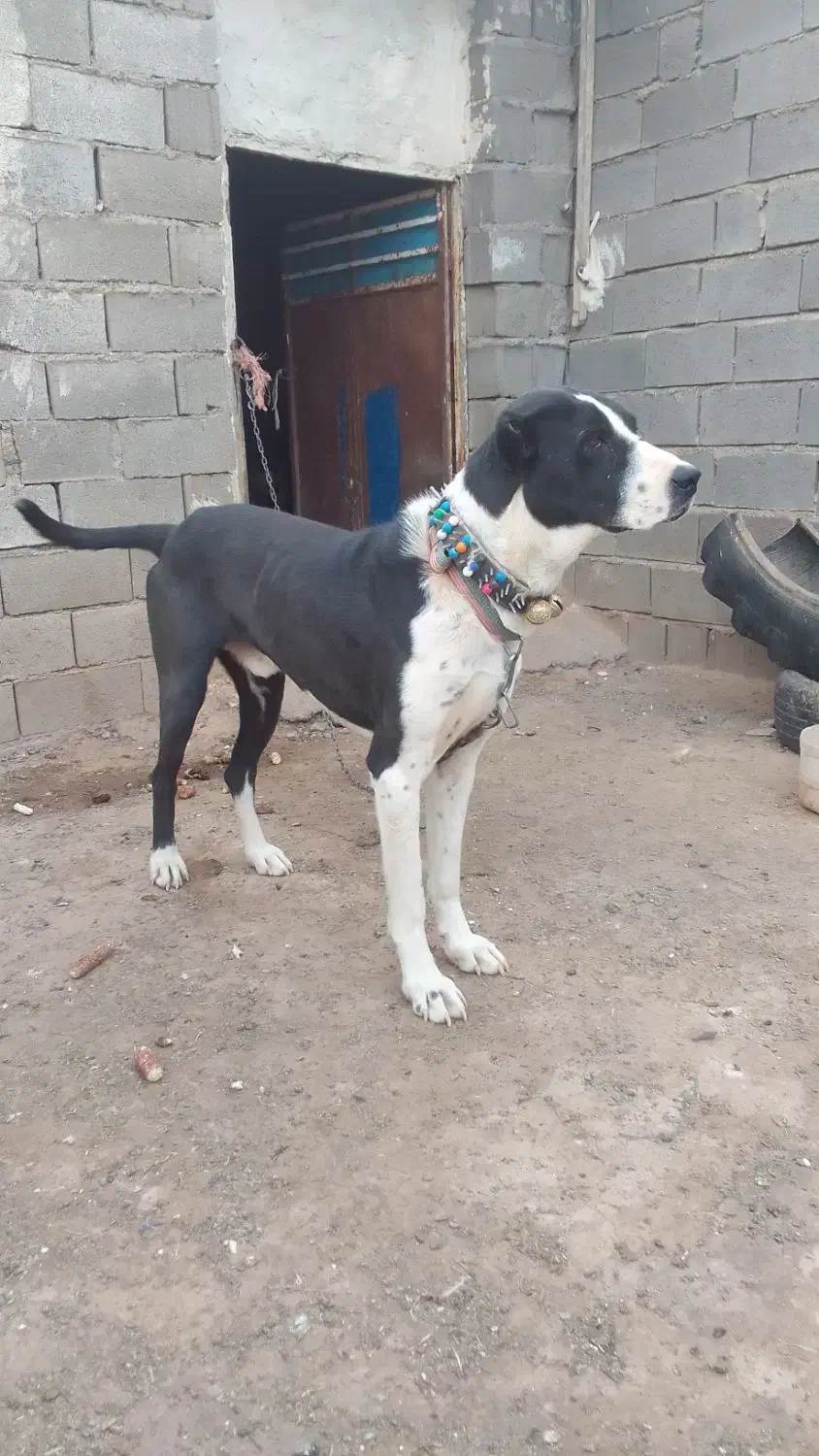 سگگله|سگ|تربت جام, معدآباد|دیوار