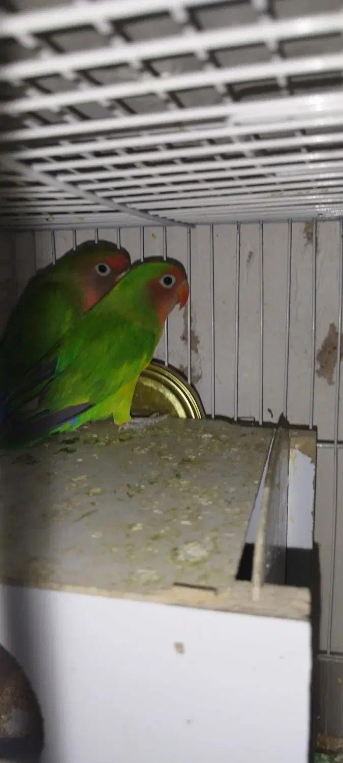 جفت کوتوله اهلی وجفت مرغ عشق|پرنده|بیرجند, |دیوار