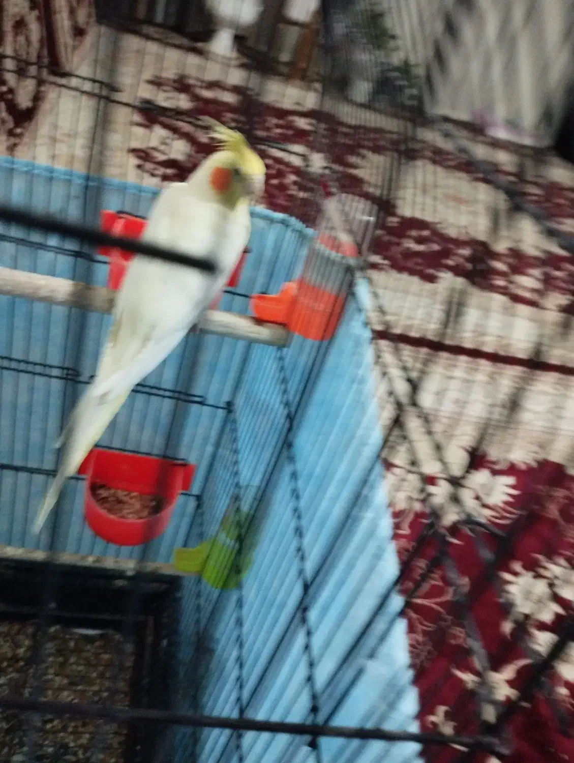 عروس هلندی جفت|پرنده|مشهد, شهید علی محمدی|دیوار