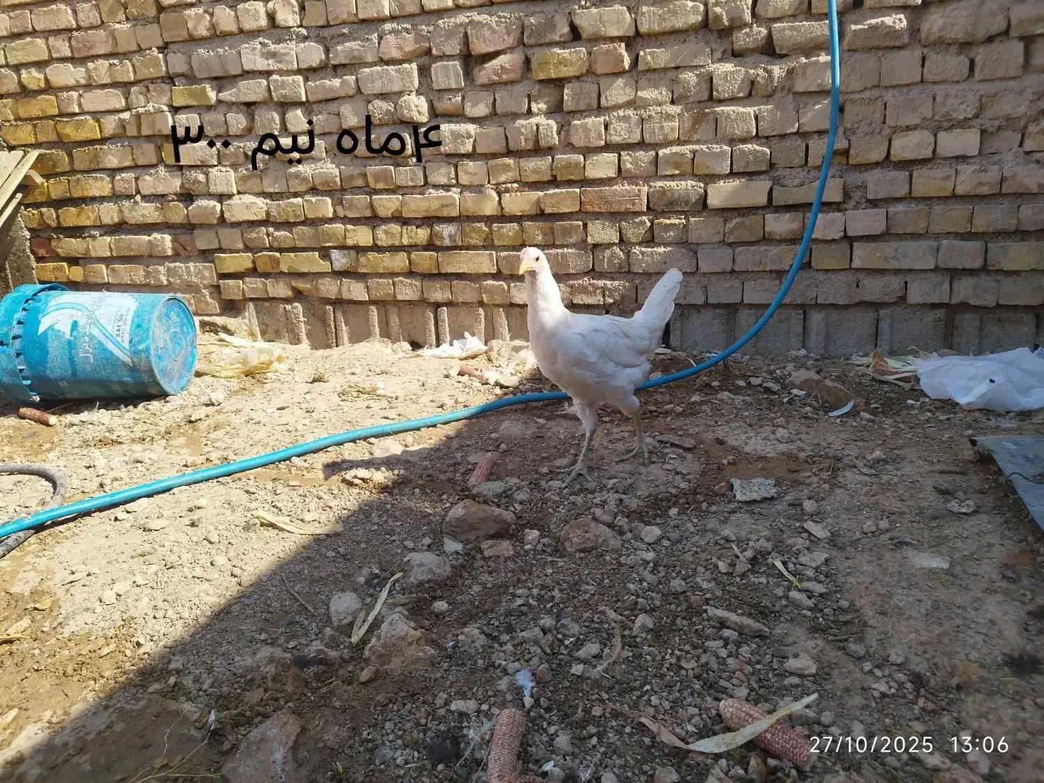مرغ محلی|حیوانات مزرعه|زرقان, |دیوار