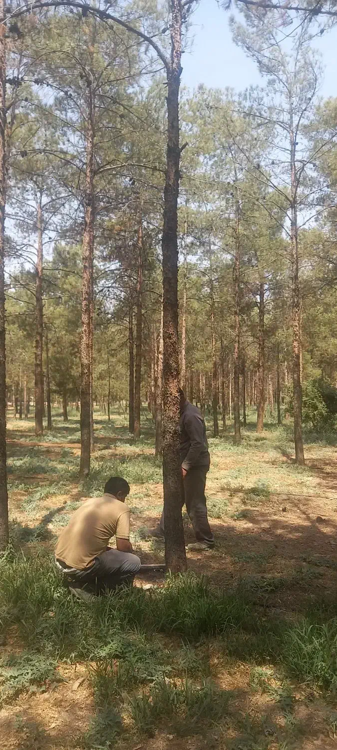 هرس درختاتن خطرناک|خدمات باغبانی و درختکاری|قم, بنیاد|دیوار