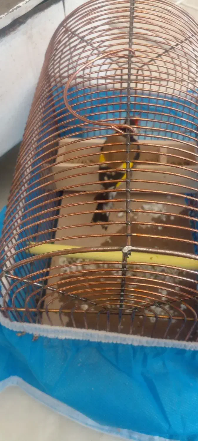 سهره نر باقفس|پرنده|تبریز, |دیوار