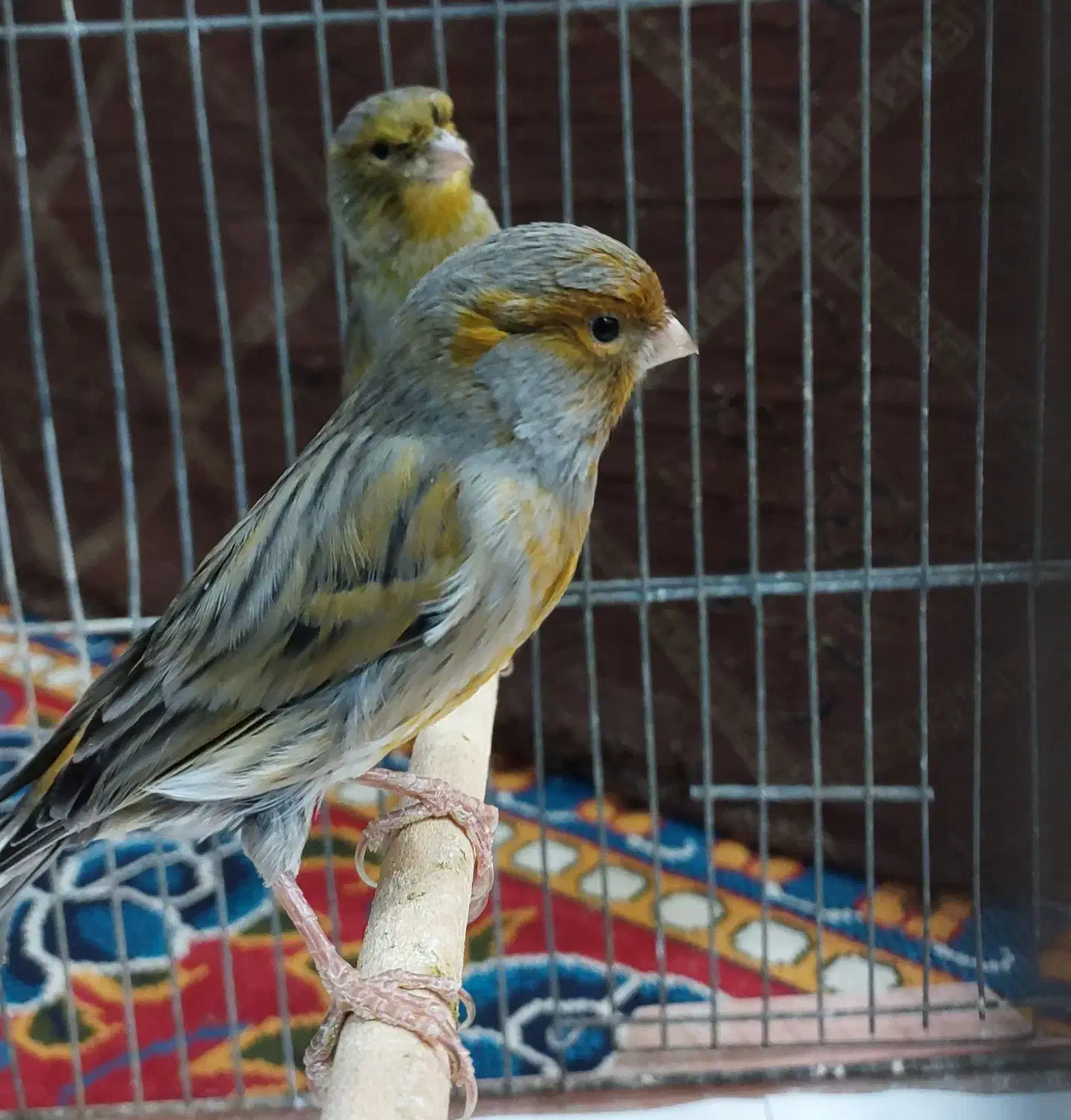 قناری نر مست مست|پرنده|کارون, |دیوار