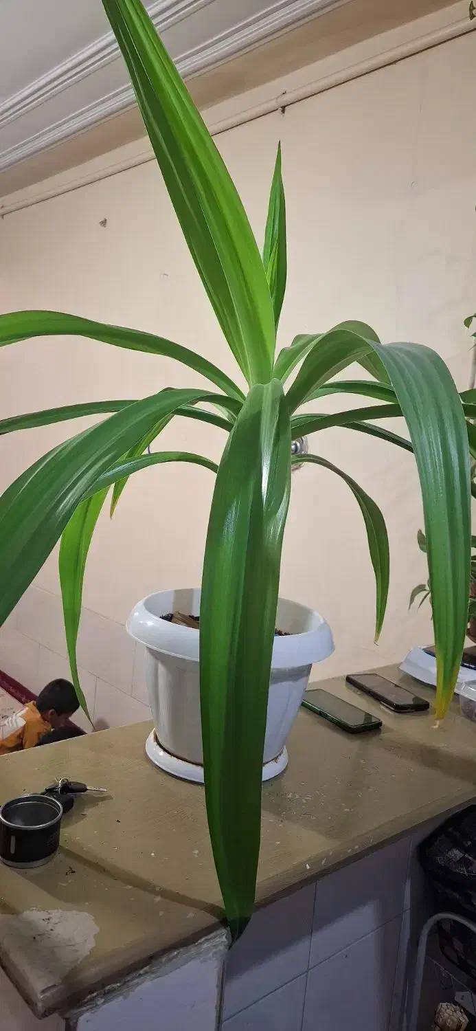 گل ذرتی|گل و گیاه طبیعی|شیراز, نصرآباد|دیوار