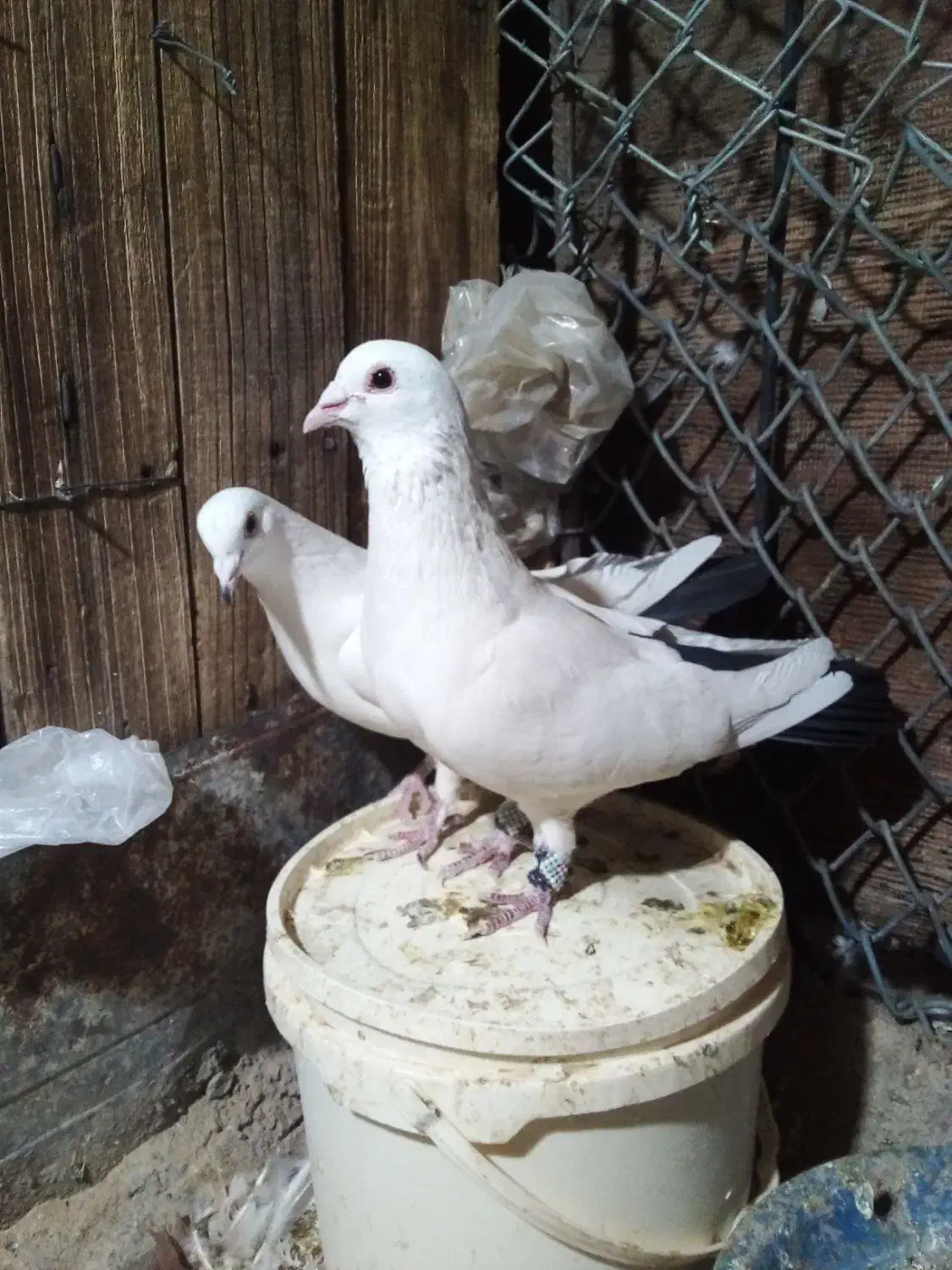 جفت دم سیاه گوگ|پرنده|بم, |دیوار