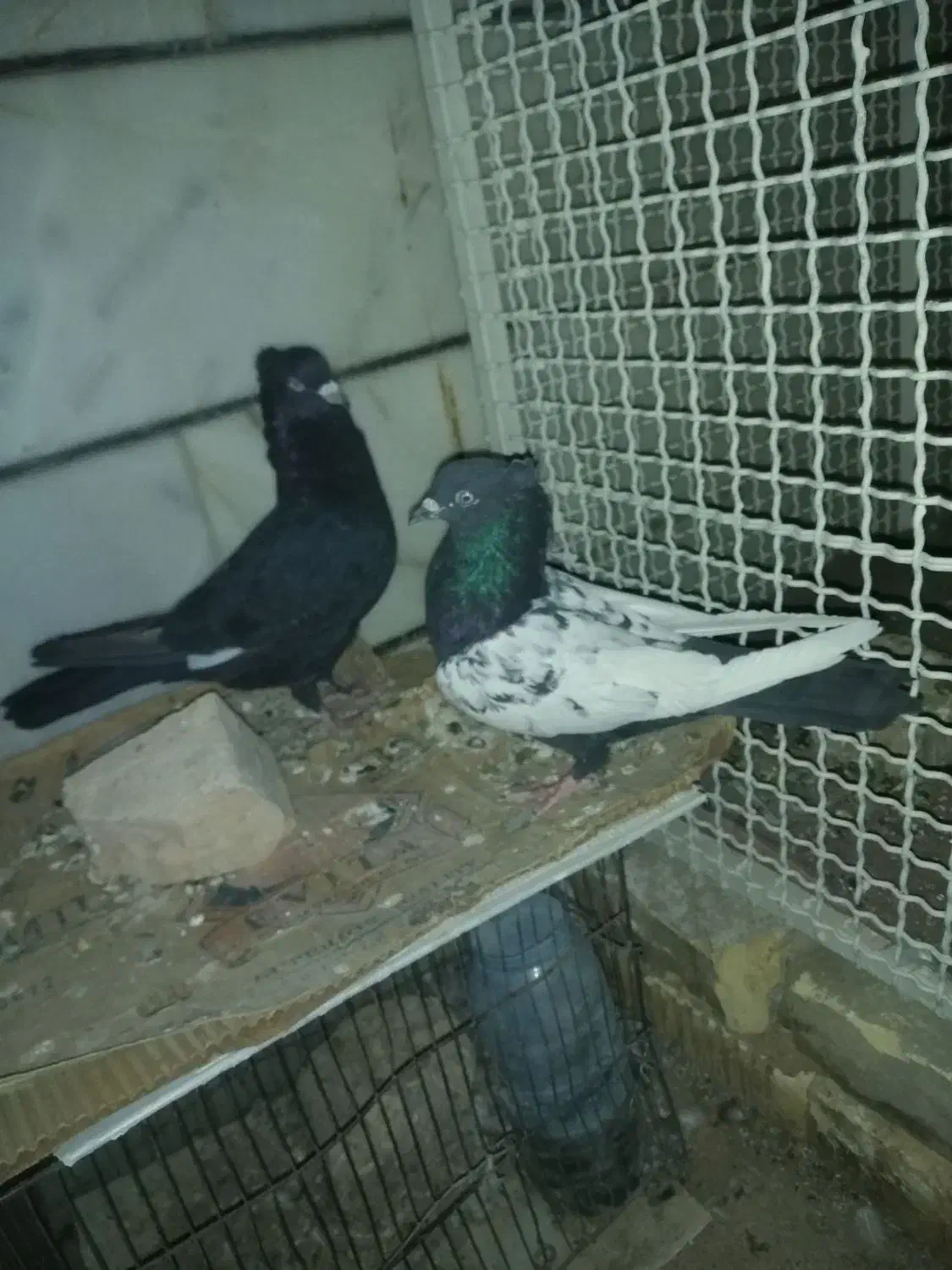 کفتر کبوتر طوقی و سینه و بزک سیاه ذات قدیمی بهشرط|پرنده|داراب, |دیوار