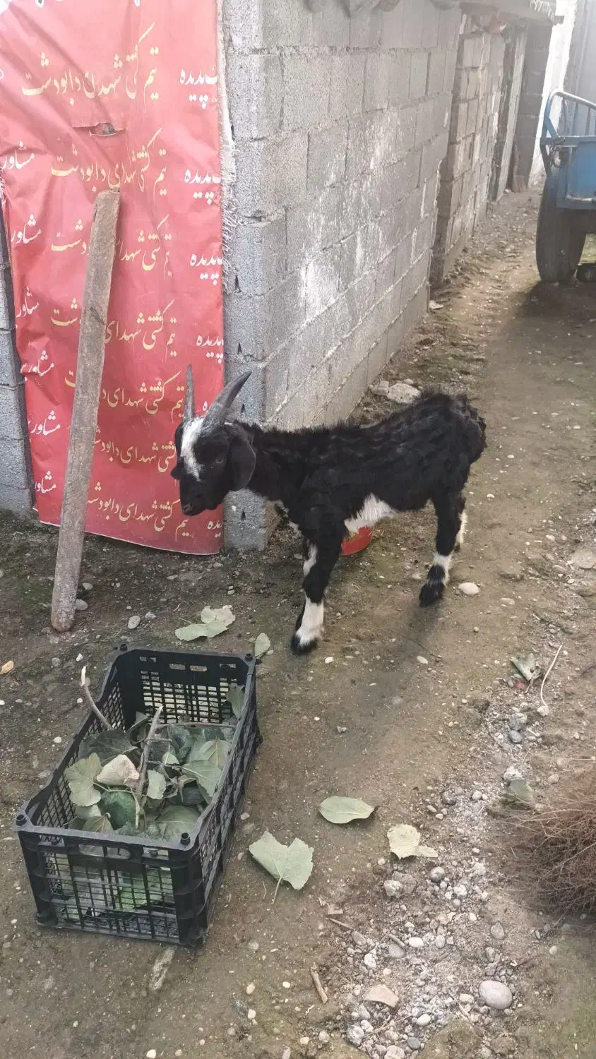 بزغاله بز ترکمن قوچ نر|حیوانات مزرعه|دابودشت, |دیوار