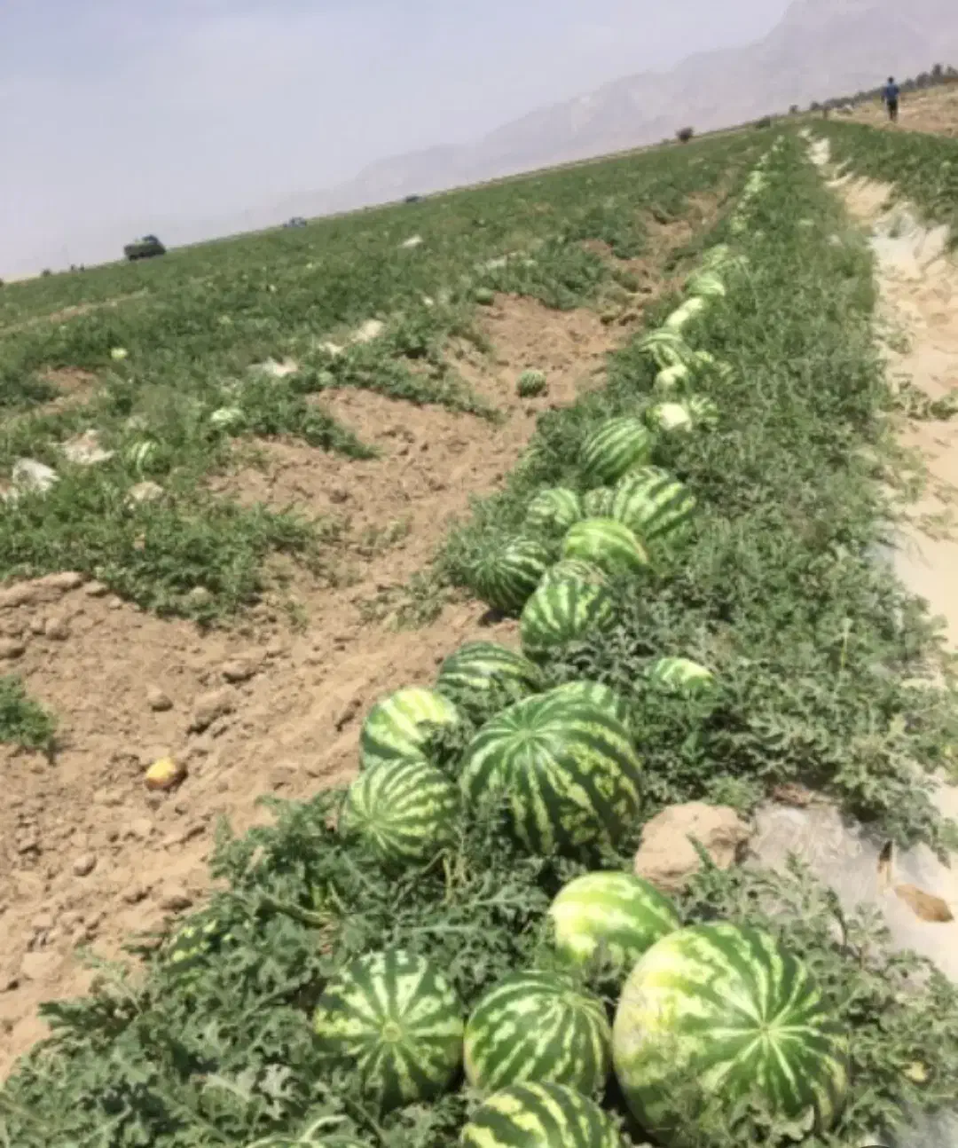 اجاره ی زمین کشاورزی|اجارهٔ دفتر صنعتی، کشاورزی، تجاری|وحدتیه, |دیوار