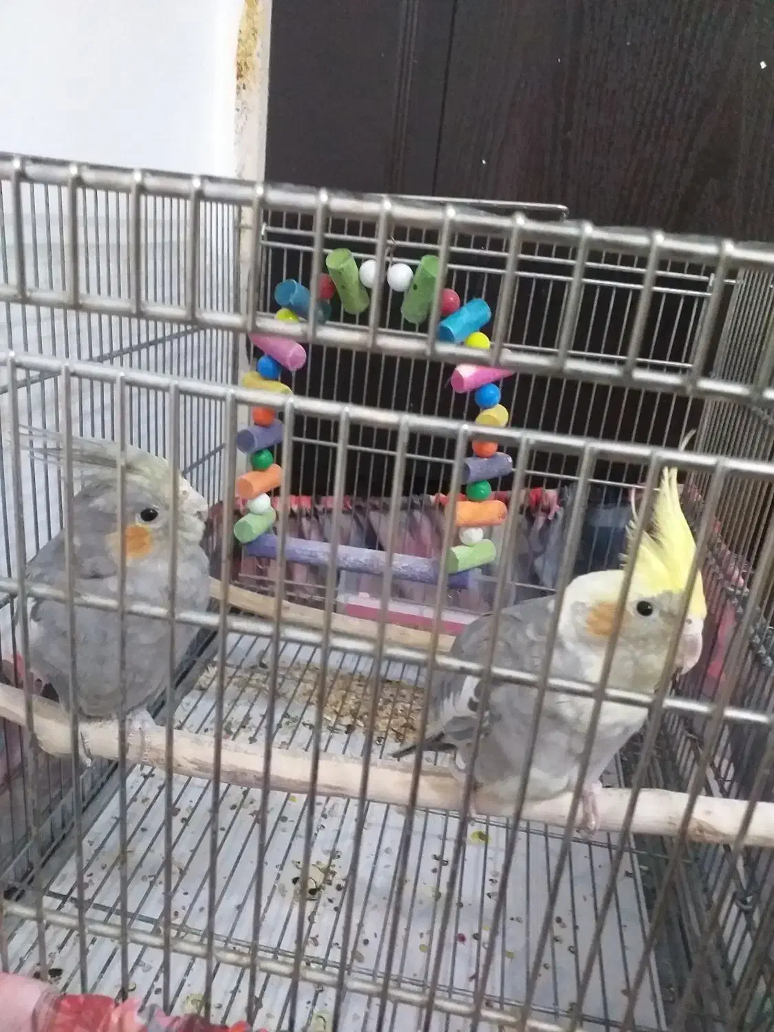 عروس هلندی|پرنده|قم, علی آباد سعدگان|دیوار