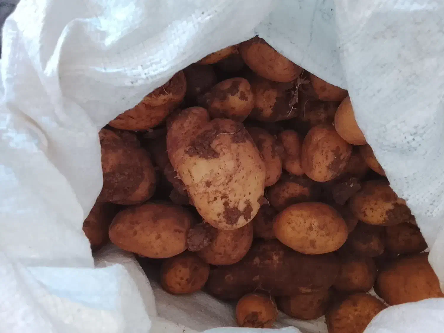 سیب زمینی|خوردنی و آشامیدنی|دیواندره, |دیوار