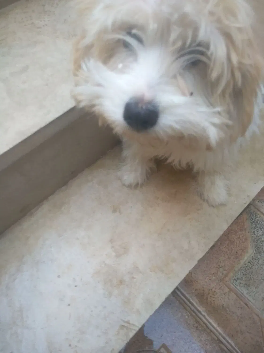 سلام بازیگوش وباهوش|سگ|یزد, |دیوار