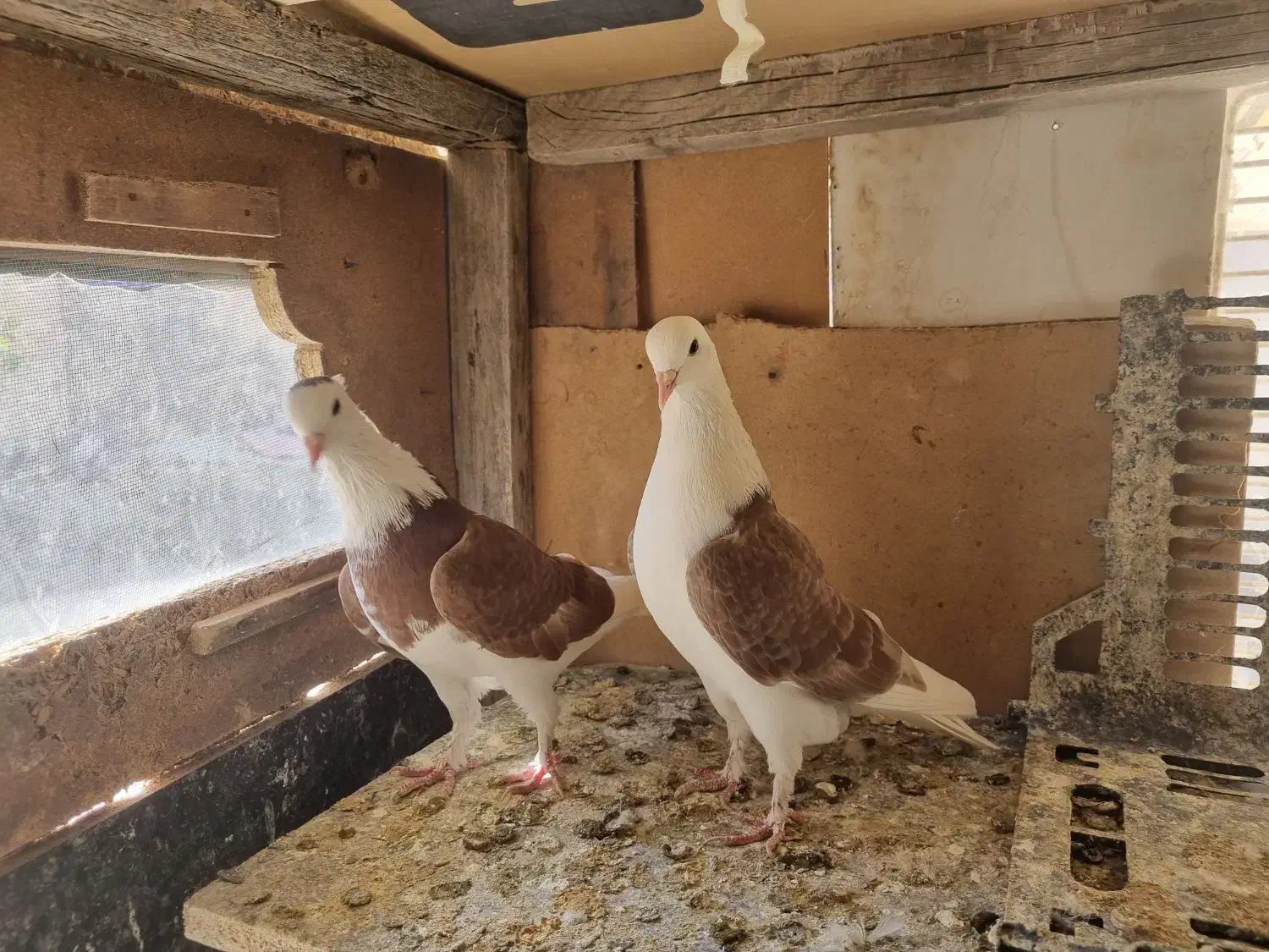 کبوتر رنگه|پرنده|تربت جام, شاد|دیوار