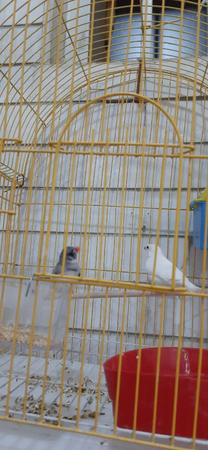 فنچ و مرغ عشق|پرنده|کازرون, |دیوار