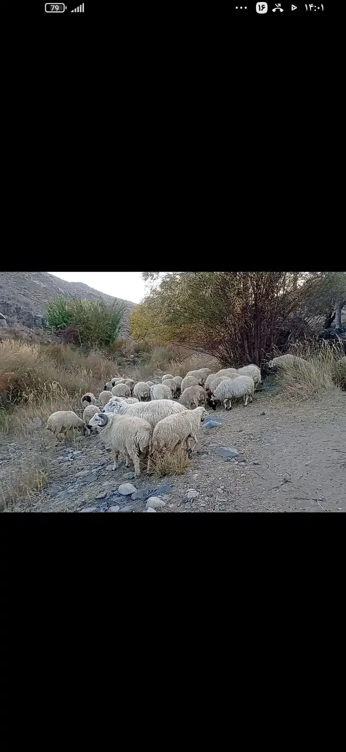 فروش گوسفند داشتی ،ساردوئیه|حیوانات مزرعه|درب بهشت, |دیوار