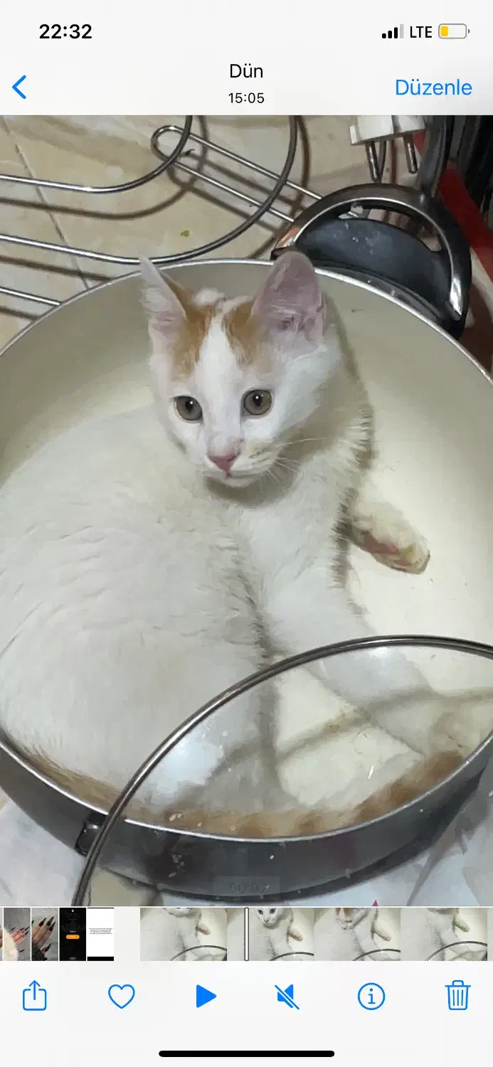 واگذاری گربه نر|گربه|ارومیه, |دیوار