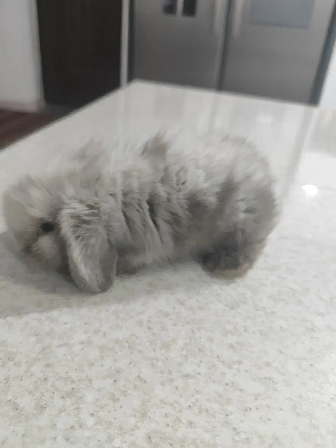 خرگوش لوپ معاوضه با هلندی گرینچیک|موش و خرگوش|کرمان, |دیوار