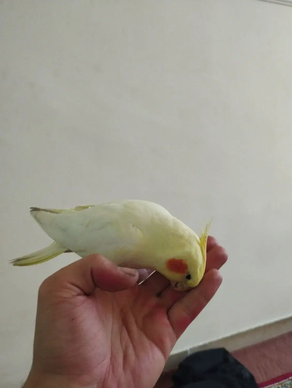 عروس هلندی ماده رام و دستی|پرنده|اردبیل, |دیوار