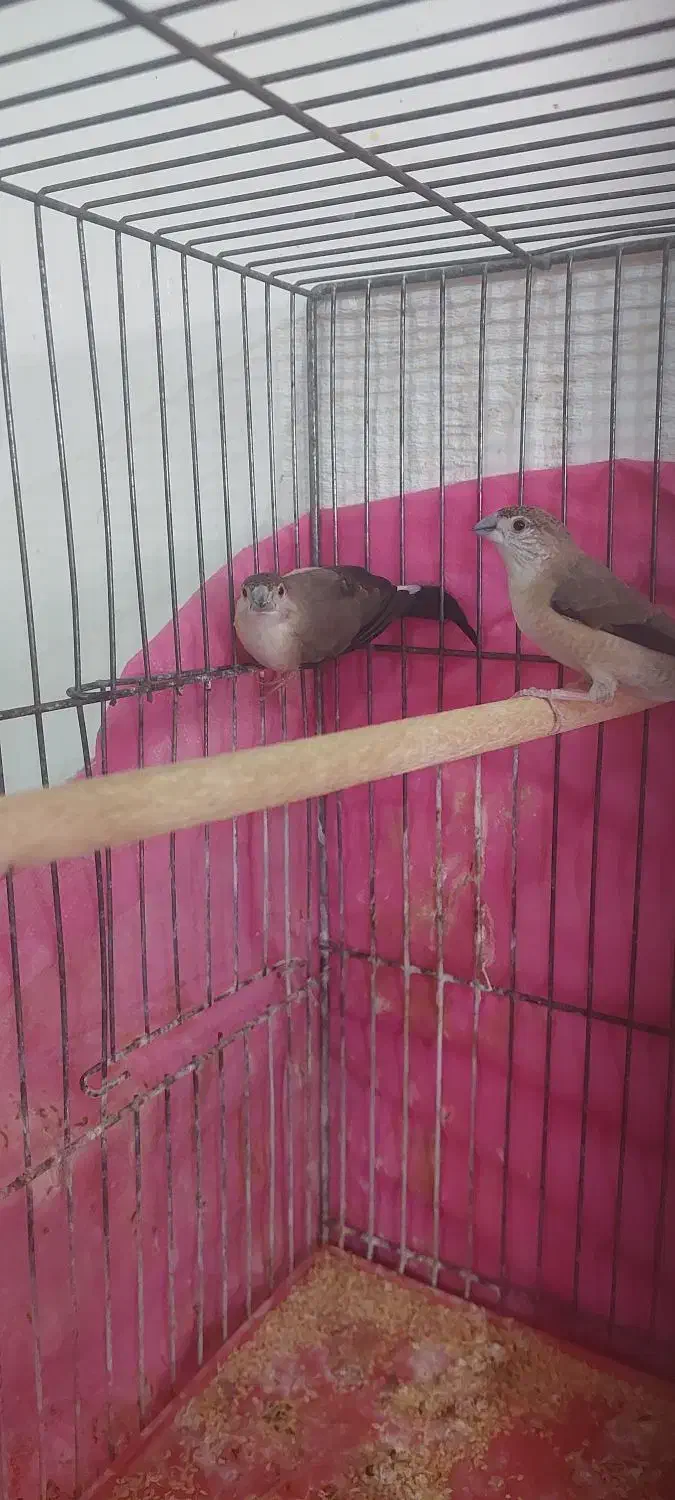 فنچ پاکستانی|پرنده|بهبهان, |دیوار