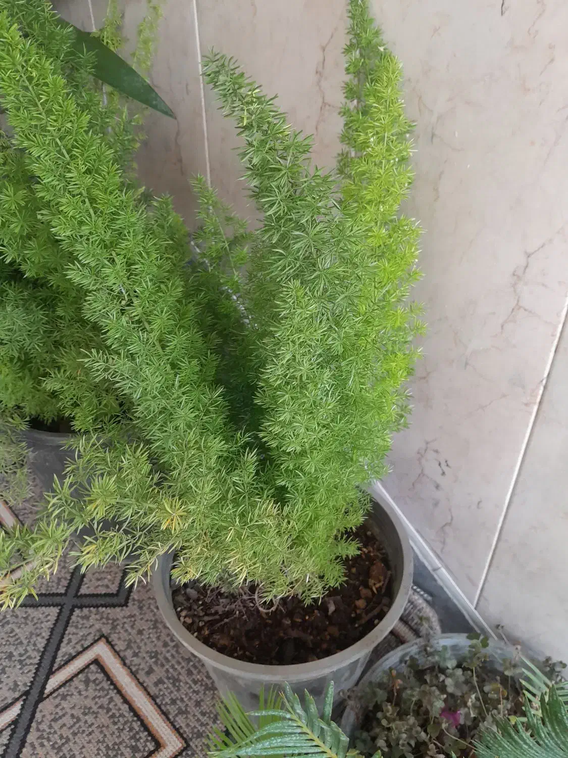 گل اپارتمانی|گل و گیاه طبیعی|خمینیشهر, |دیوار