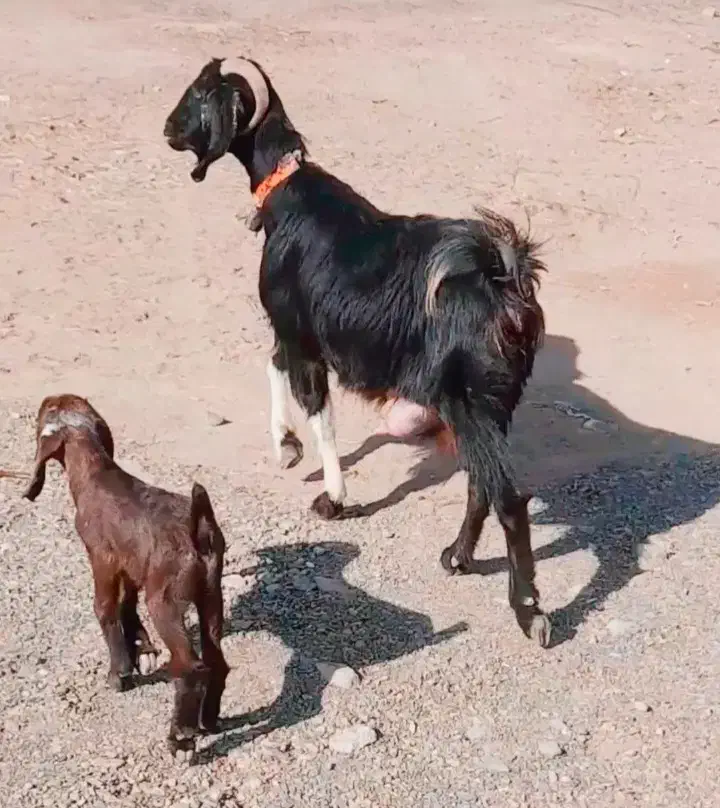 ب بز زایده شیرا|حیوانات مزرعه|بردسکن, |دیوار