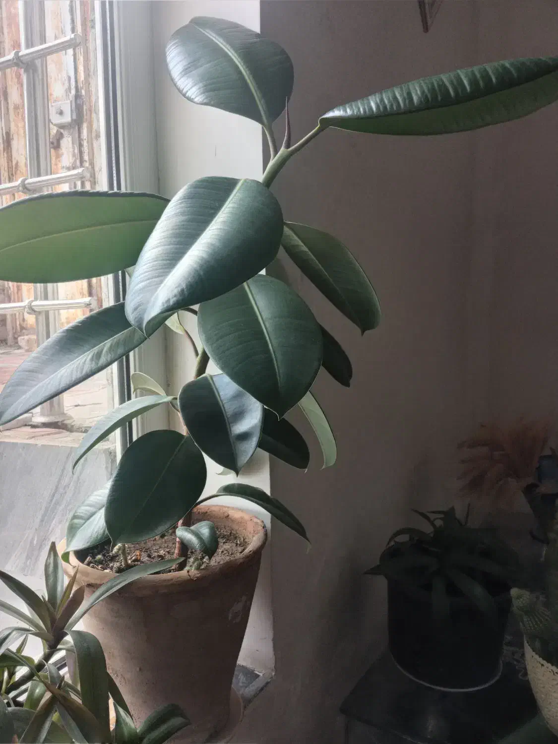 گل وگیاه|گل و گیاه طبیعی|خوی, |دیوار