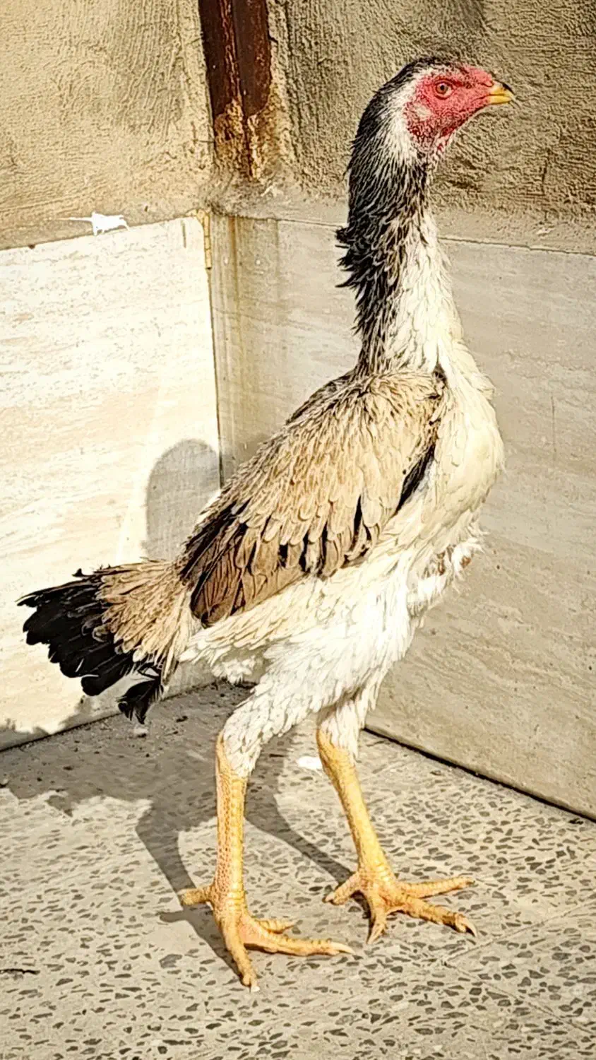 مرغ لاری|حیوانات مزرعه|تهران, بیسیم|دیوار