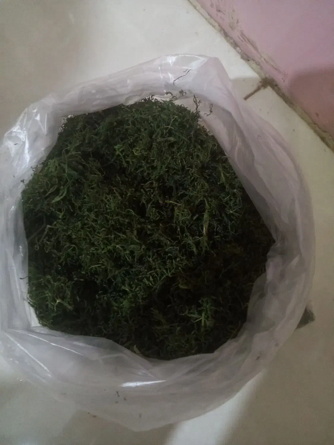 شوید خشک امسالی|خوردنی و آشامیدنی|نیشابور, شهرک رسولی|دیوار