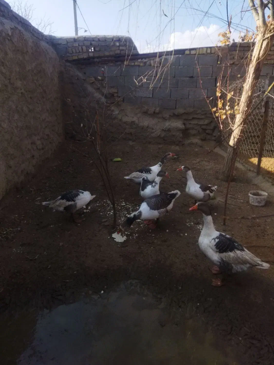 غاز خودمانی|حیوانات مزرعه|ملایر, |دیوار