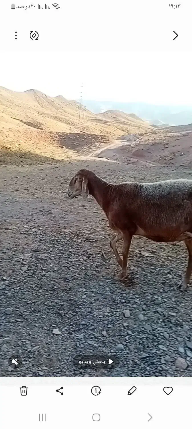 سلام خدمت دوستان ۴ راس میش دندان سالم فروشی فوری|حیوانات مزرعه|تربت جام, جامرود|دیوار