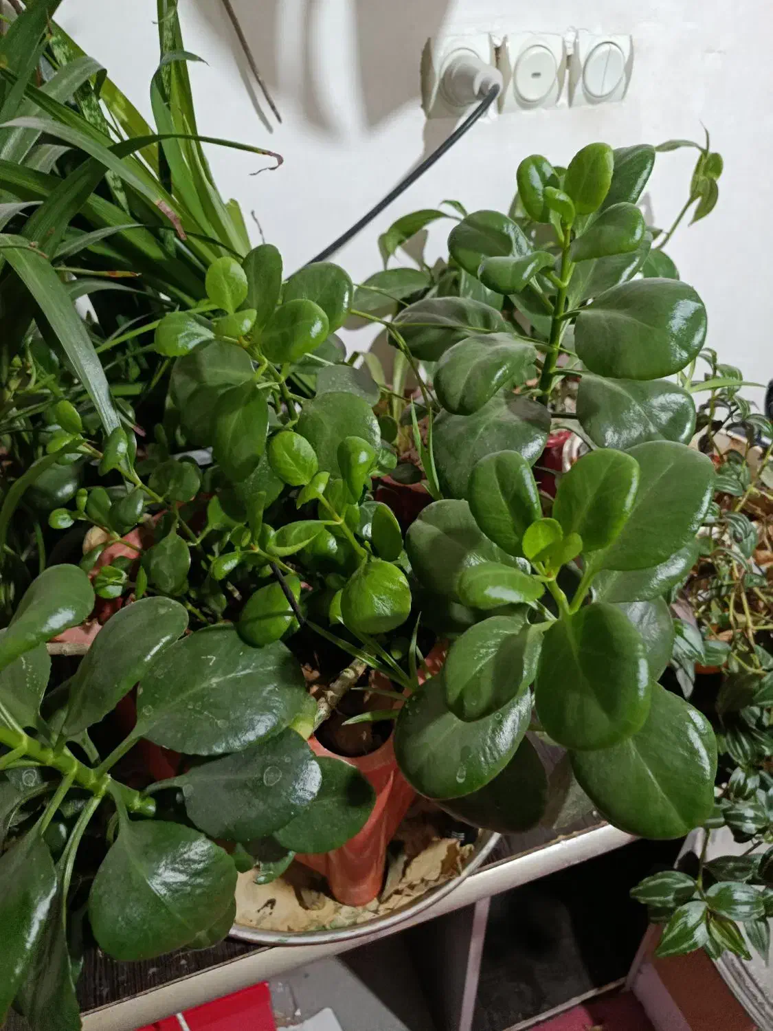 گل طبیعی|گل و گیاه طبیعی|کرمانشاه, |دیوار