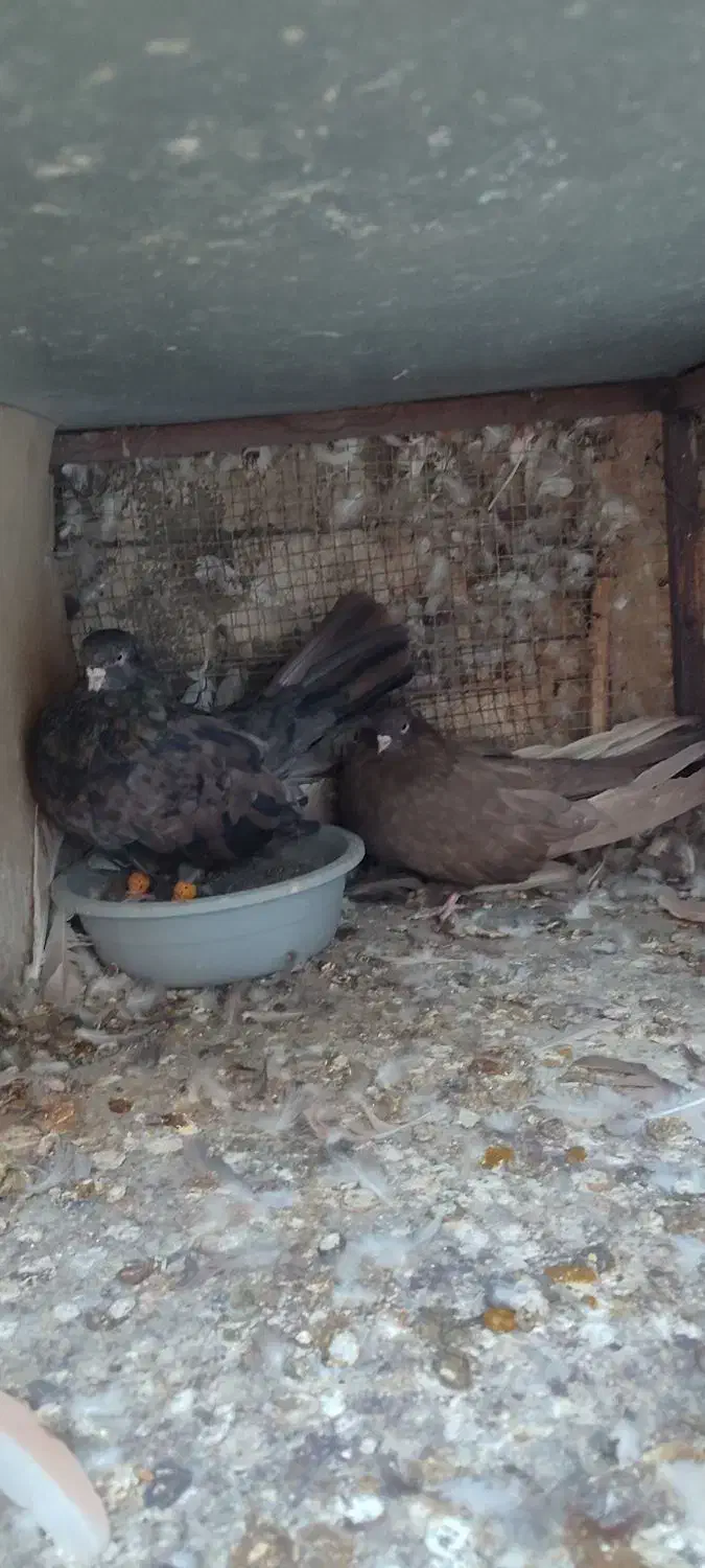 سرور بلند|پرنده|پیر بکران, |دیوار