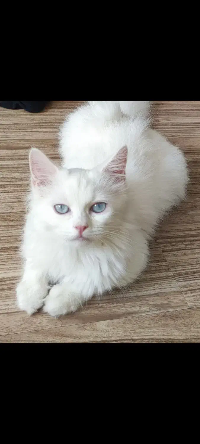 واگذاری گربه فوق العاده زیبا سفید اسکاتیش ترکیش|گربه|تهران, شهرک چیتگر|دیوار