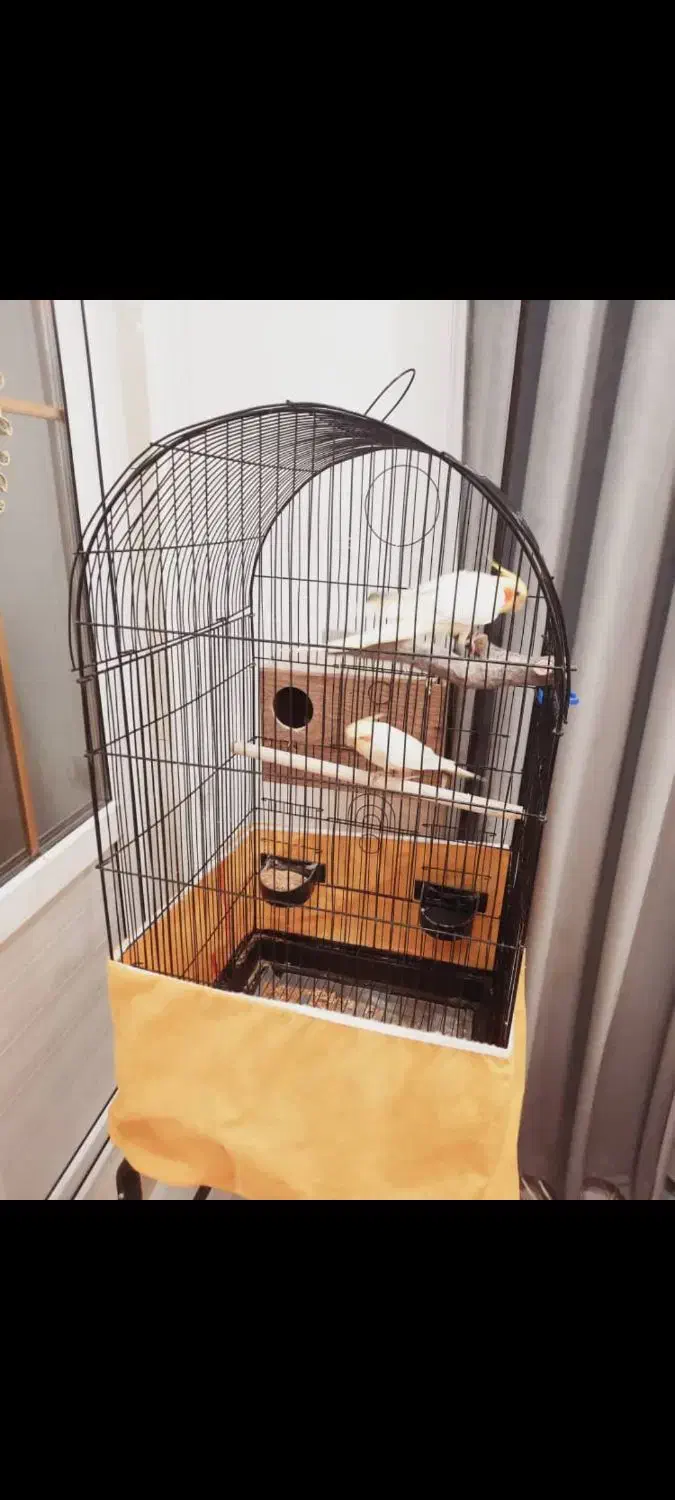 عروس هلندی|پرنده|ری, فیروزآبادی|دیوار