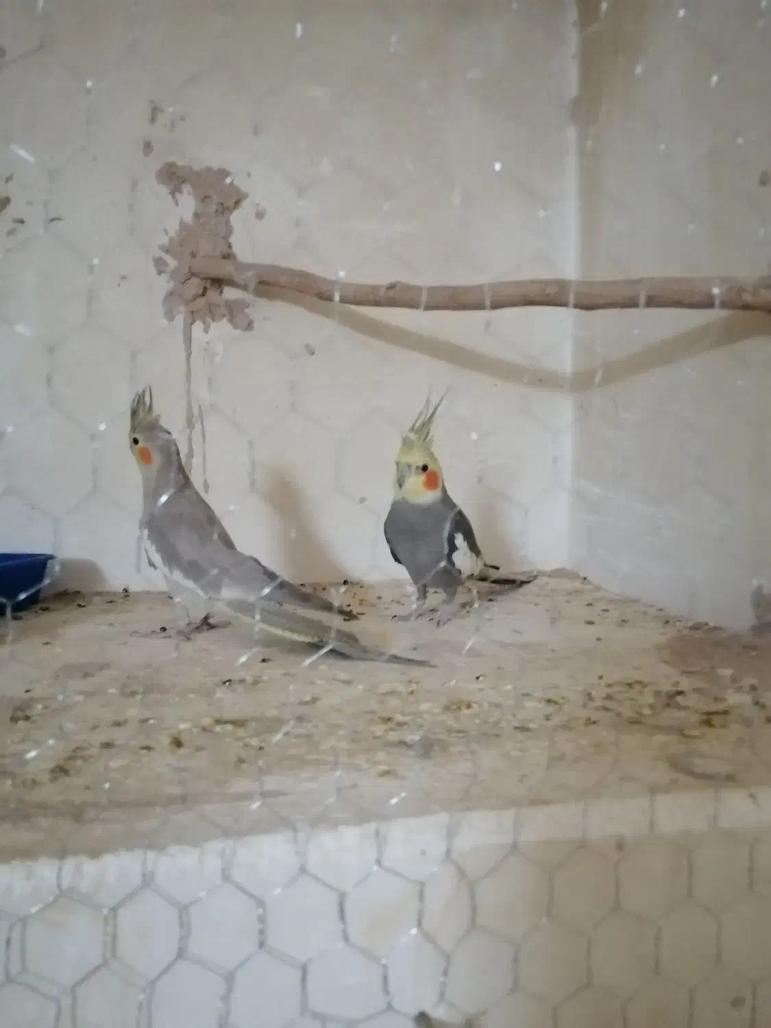 عروس هلندی مولد|پرنده|کرمان, |دیوار