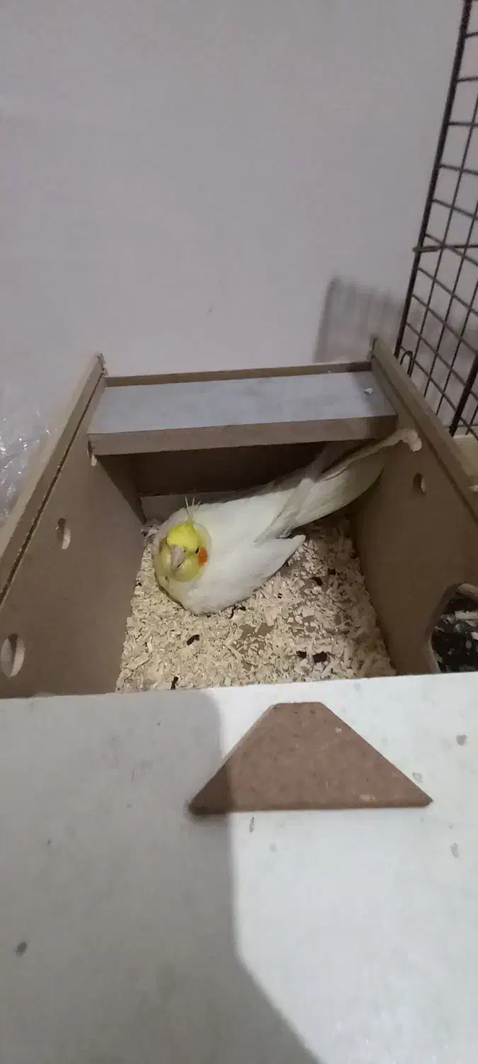 عروس هلندی سر تخم|پرنده|مسجد سلیمان, |دیوار