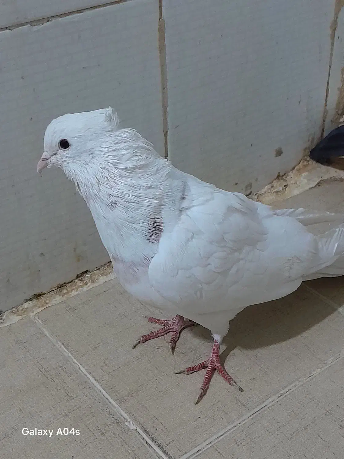 3تا کفتر پرشی دونه ای 200ت|پرنده|قرچک, شهرک طلائیه|دیوار