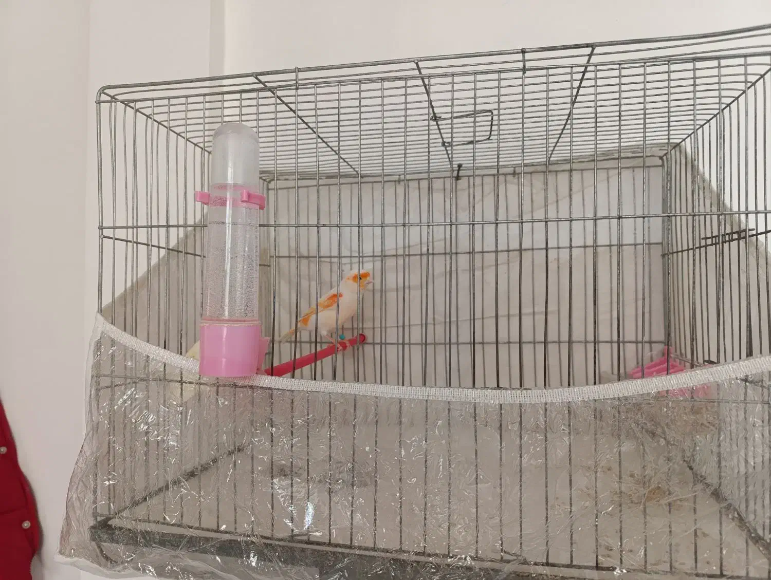 جفت|پرنده|کرمانشاه, |دیوار