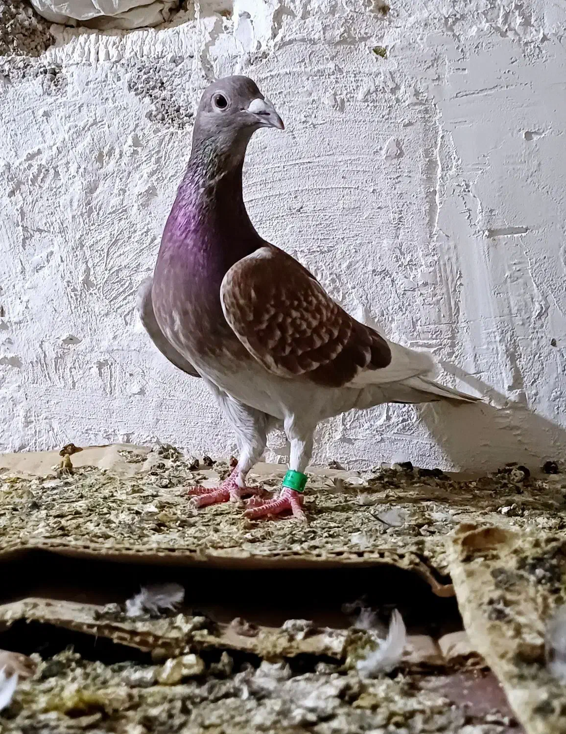 پرنده کبوتر|پرنده|شوشتر, |دیوار