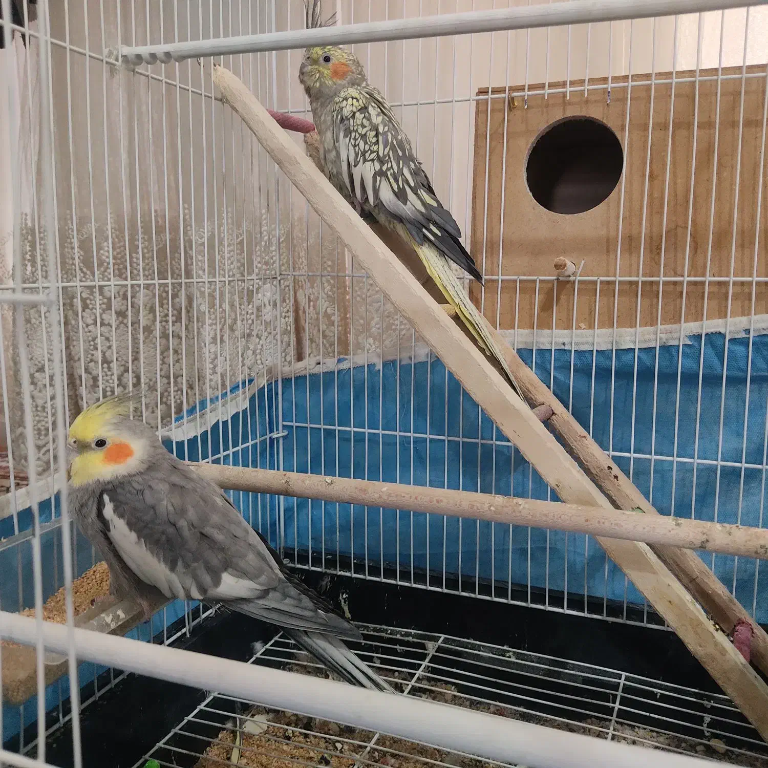 عروس هلندی|پرنده|فولادشهر, A2|دیوار