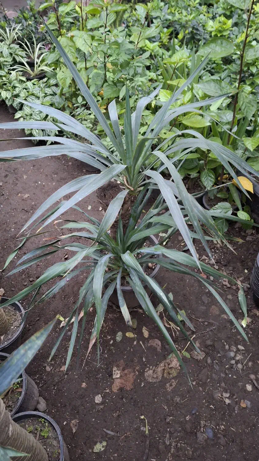 یوکا تنه وچندتا سوکا تنه و بابا ادم و...|گل و گیاه طبیعی|عباسآباد, |دیوار