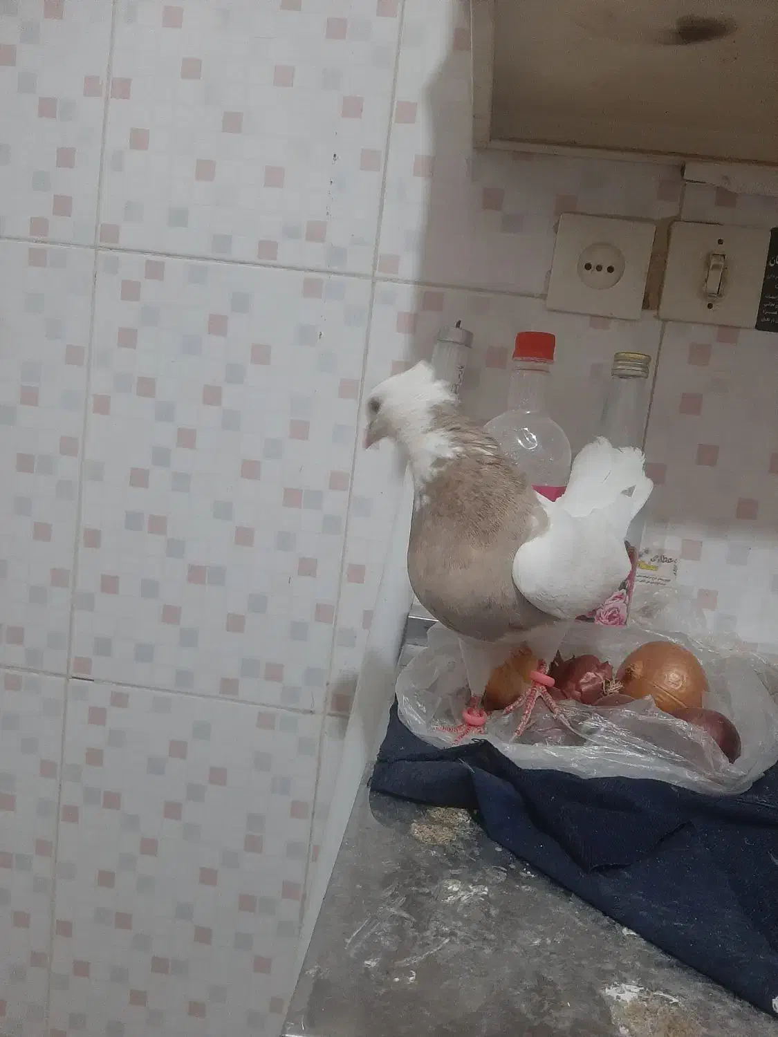 کبوتر طوقی|پرنده|مسجد سلیمان, |دیوار